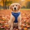 American River Choke Free Dog Harness Polka Dot Collection