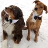 White Collar with Black Satin Bow Tie